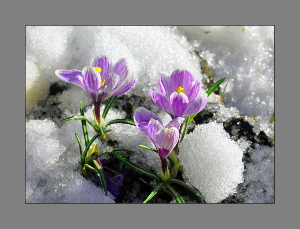 Стихи про апрель  короткие четверостишия про весенний месяц для детей, красивые стихотворения про апрель известных русских поэтов
