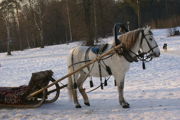 Сани для лошади (деревянные, зимние): описание видов, как сделать своими руками, чертежи, фото